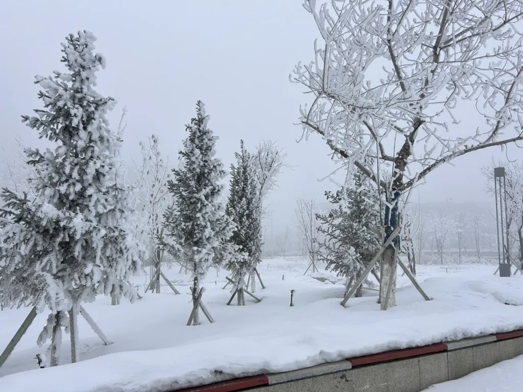 大雪覆盖了整片树林